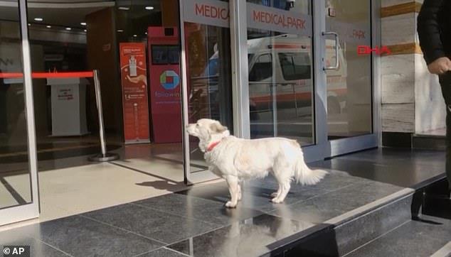 كلب مخلص تعقب سيارة إسعاف تقل صاحبه إلى مستشفى تركي وانتظر في الخارج لمدة ستة أيام حتى اجتمع شملهم