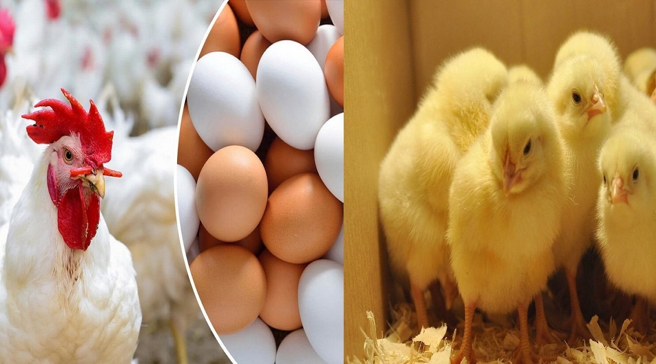 أسعار الدواجن والكتاكيت والبيض بعد التراجع اليوم الأربعاء 17-4-2024 في الأسواق…